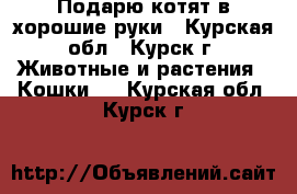 Подарю котят в хорошие руки - Курская обл., Курск г. Животные и растения » Кошки   . Курская обл.,Курск г.